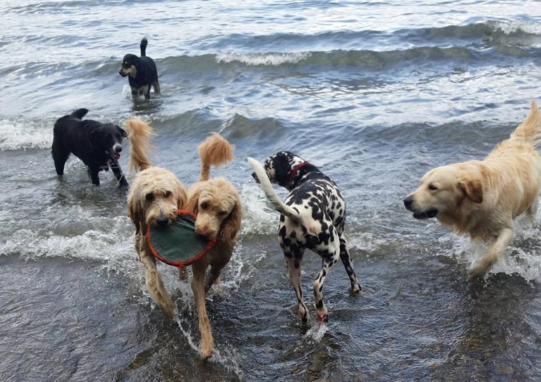Warren G. Magnuson Park Off-Leash Area dog park